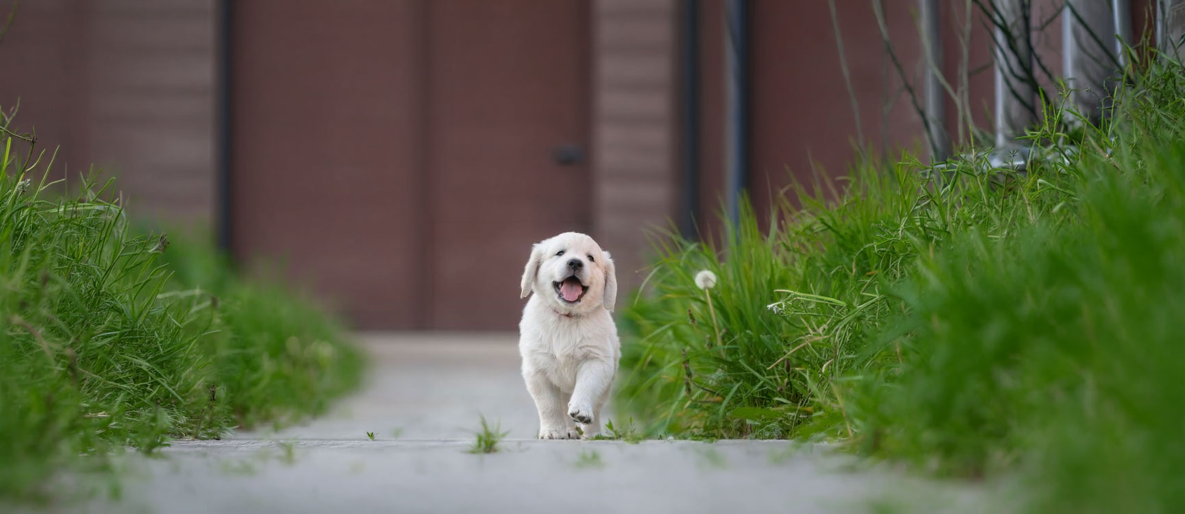 Puppy Hospital in Perry UT