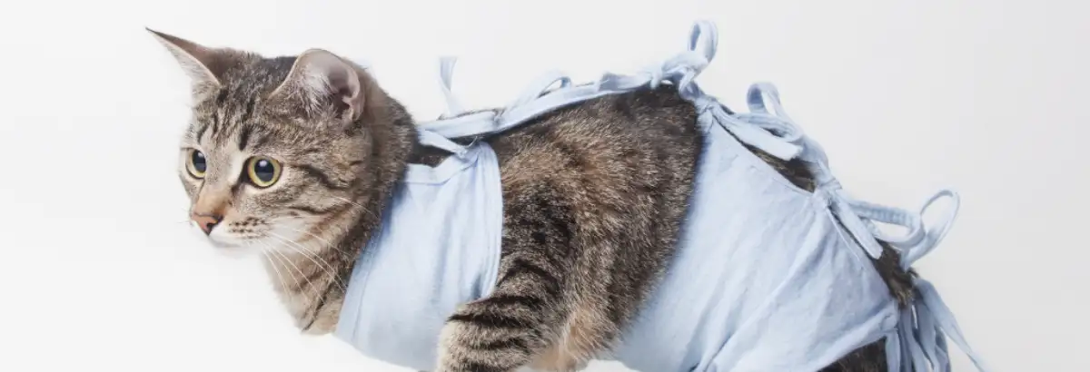 Cat Anesthesia Body Horizontal
