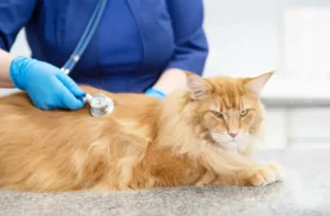 Cat Pain Management in Perry, UT
