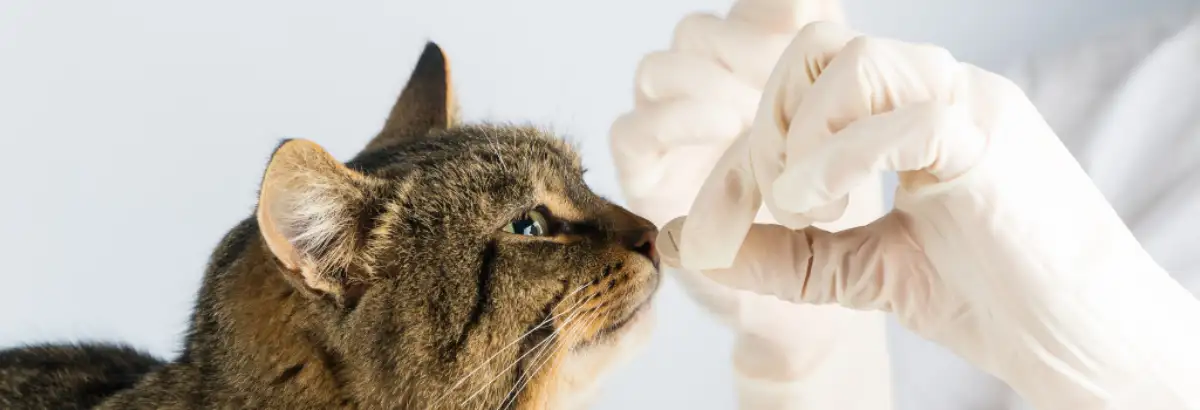 Cat inspecting a pill in a person's hand