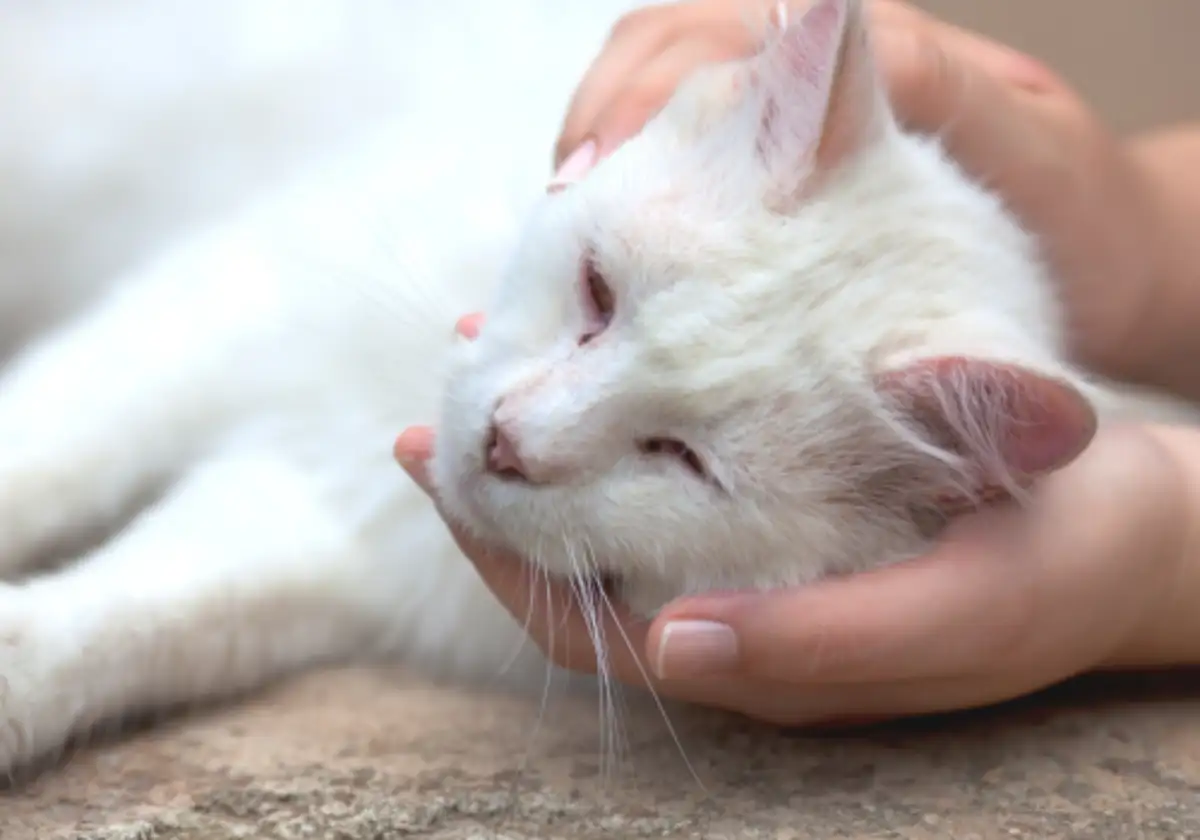 Cat in pain being cradled by human hands