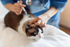Cat Vaccinations in Perry, UT