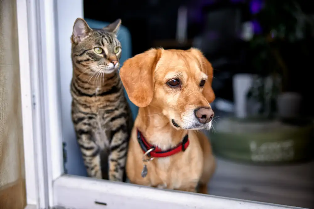 Dog And Cat Clinic in Perry, UT