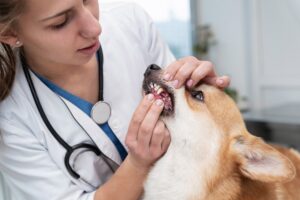 Dog Dental Clinic in Perry, UT