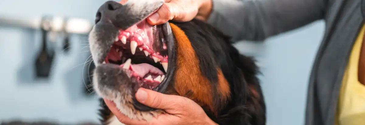 Veterinarian examining a dog's mouth and teeth