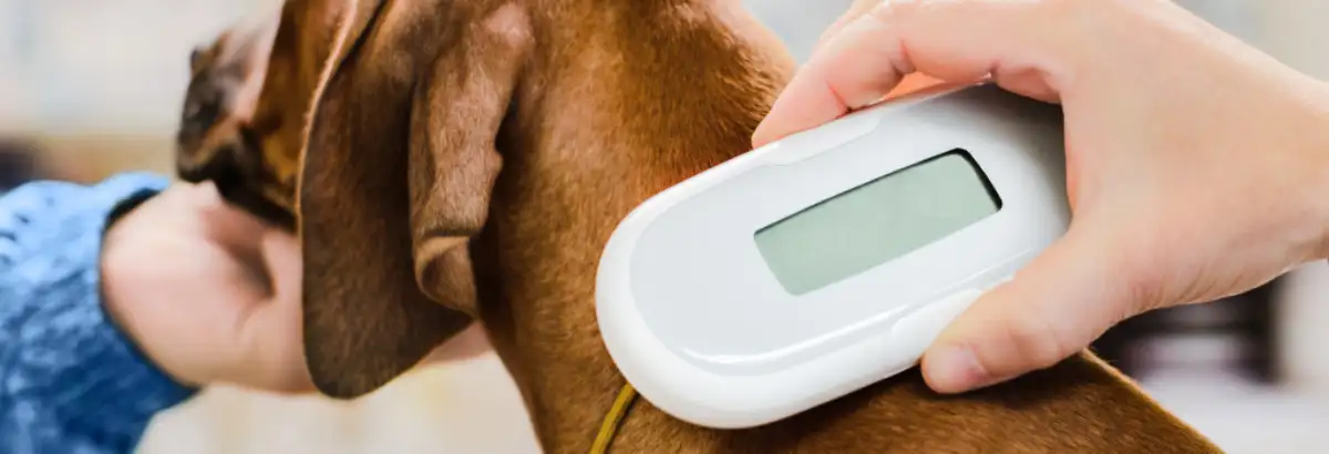 Dog collar that reads microchipped