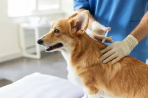 Dog Vaccination in Perry, UT