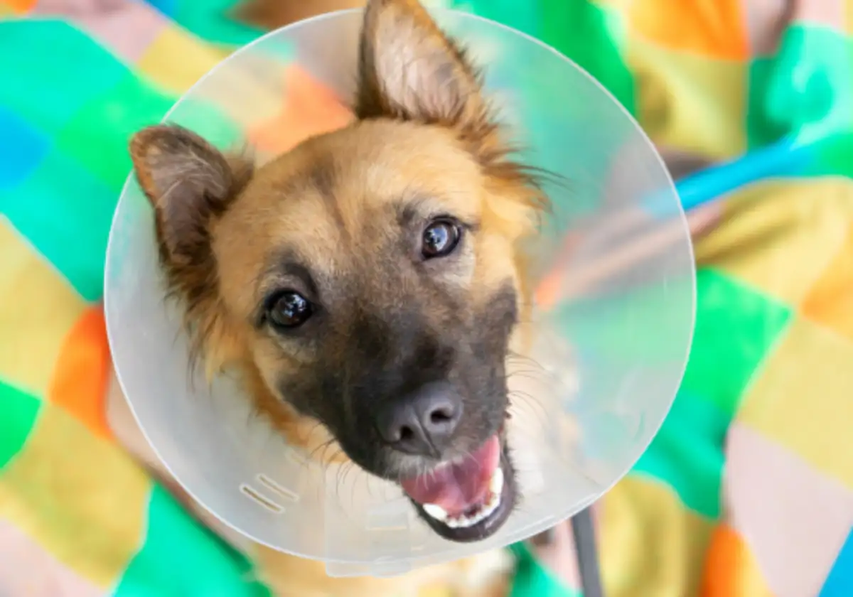 Puppy looking up in a cone after surgery