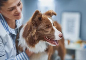 Dog Wellness Exams in Perry, UT