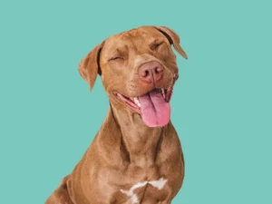 Pitbull Grooming in Perry, UT