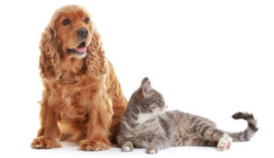 Wellness Plans for Pets in Perry, UT