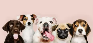 Dog Vet Clinic in Perry, UT