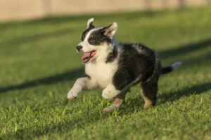 Puppy Activities Place in Perry, UT
