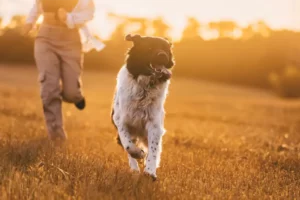 Dog Weight Training in Perry, UT