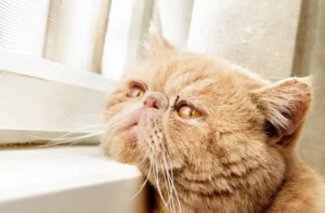 Cat Depression Therapy in Perry, UT