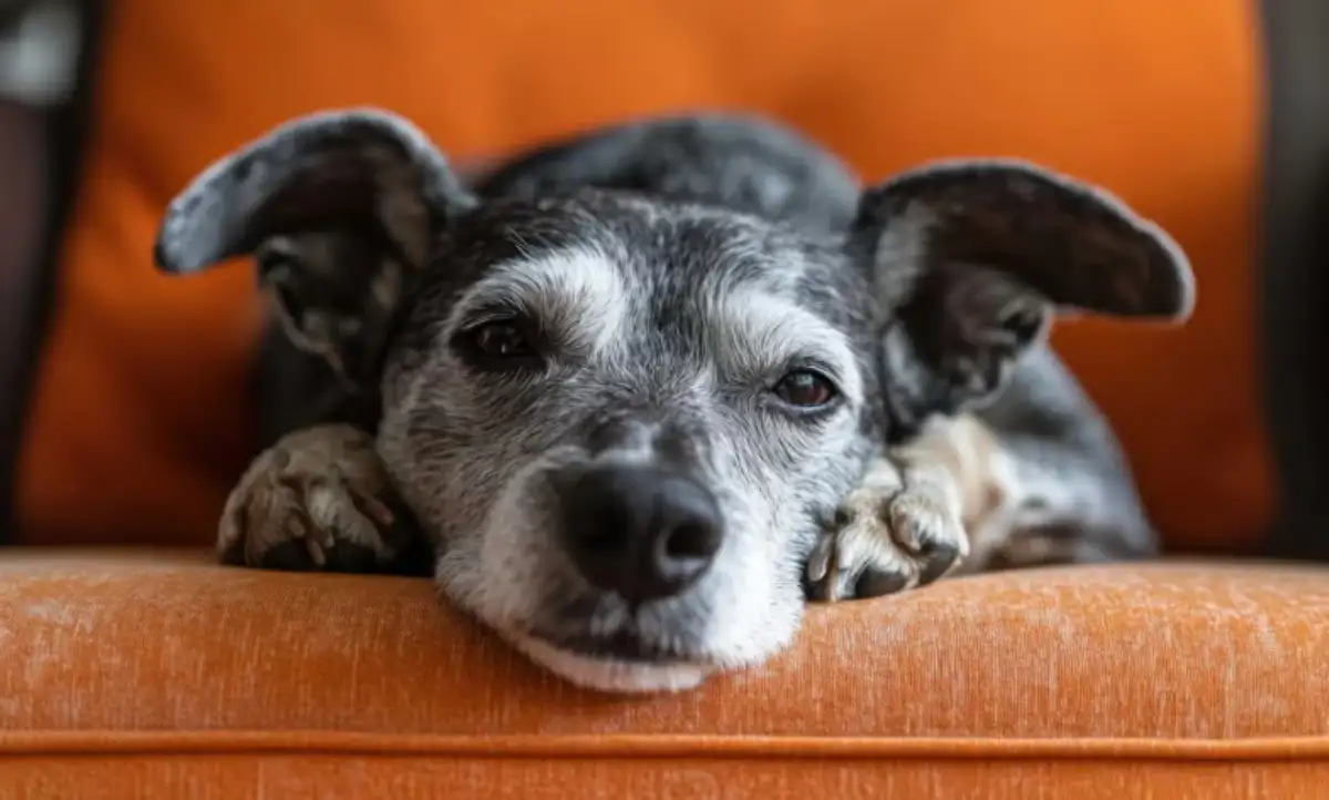 Senior Dog Care in Perry UT
