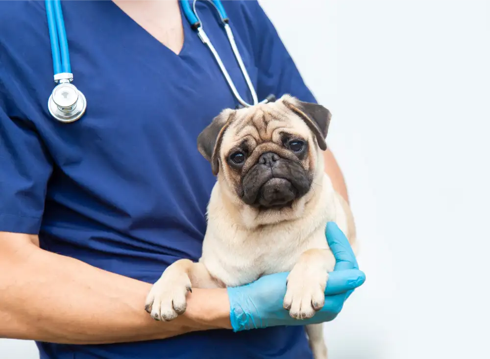 Pug Grooming in Perry, UT